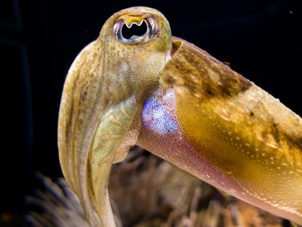 cuttlefish eye showing the w shaped pupil